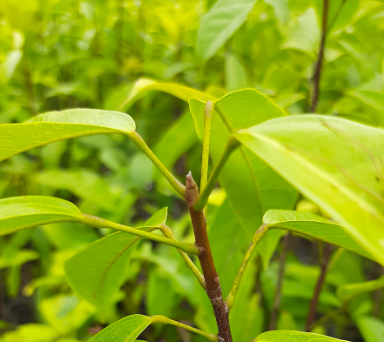 Hantap (Sterculia oblongata R.B)