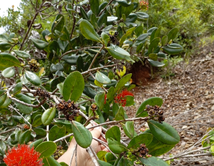Kaloju Merah (Xanthostemon confertiflorus)