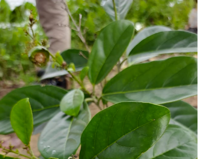 Kayu Puteh (Teijsmanniodendron spp.)