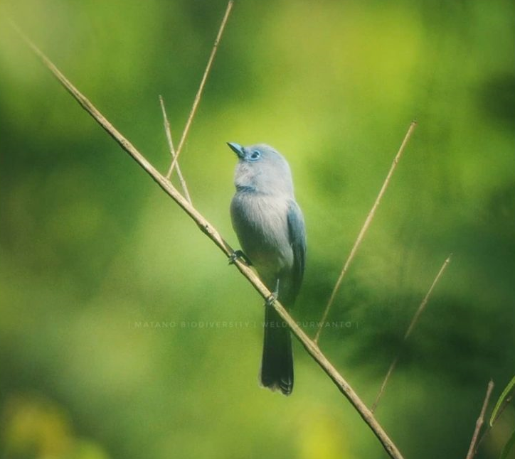 Kehicap Sulawesi (Hypothymis puella)
