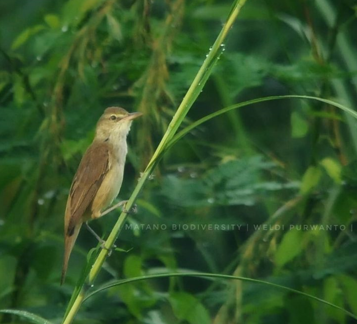 Kerakbasi Ramai (Acrocephalus stentoreus)