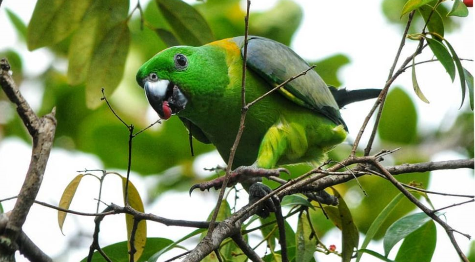 Kring-kring Bukit (Prioniturus platurus)
