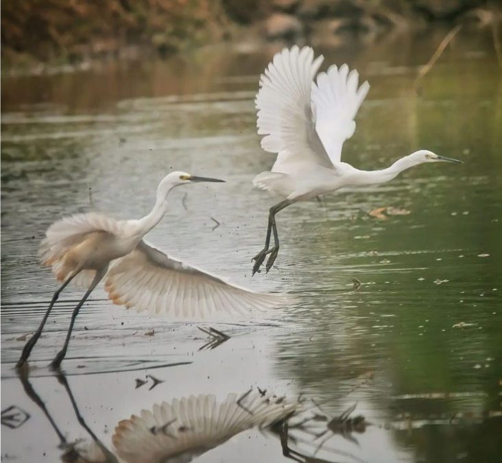 Kuntul Besar (Ardea alba)