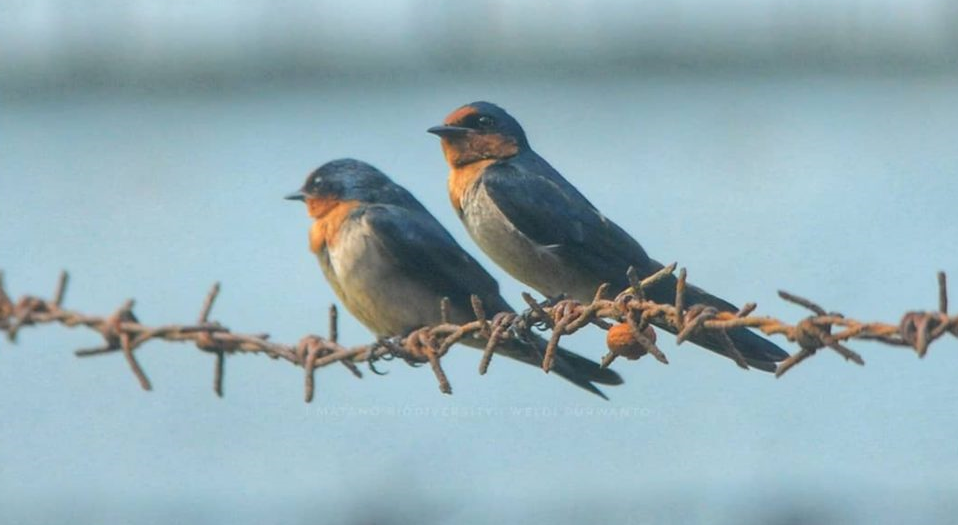 Layang-layang Batu (Amaurornis phoenicurus)