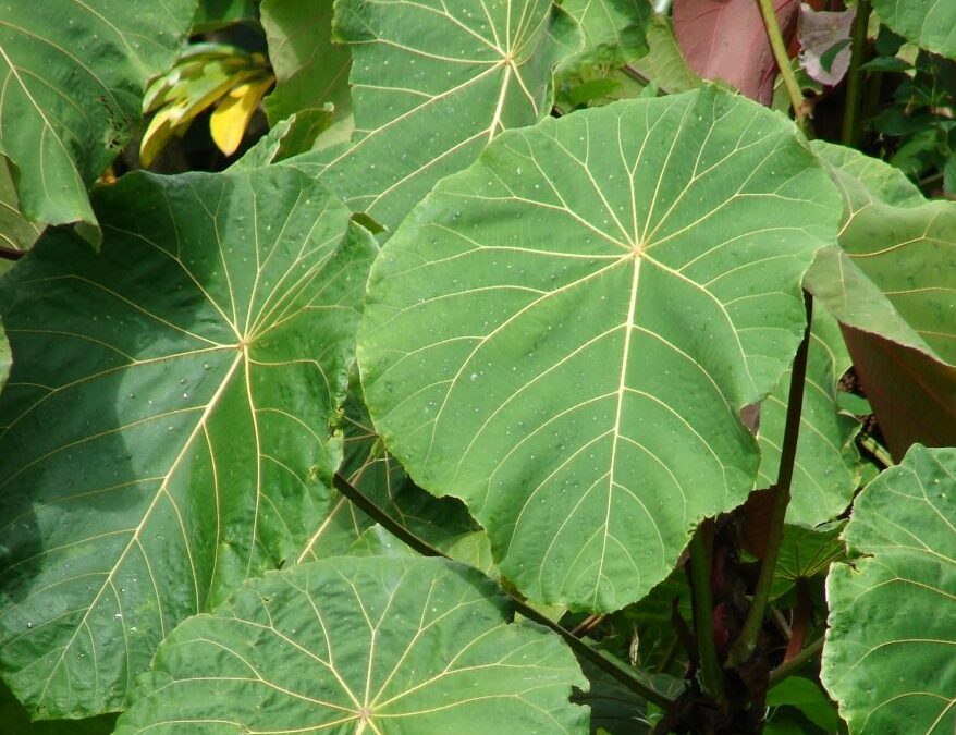Mahang (Macaranga spp)