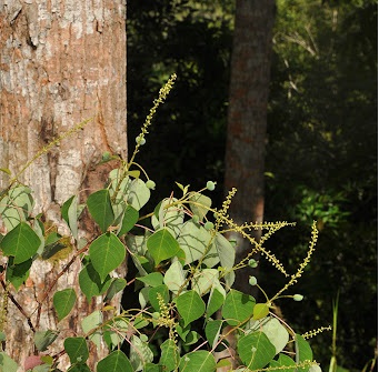 Malotus (Homalanthus populneus)