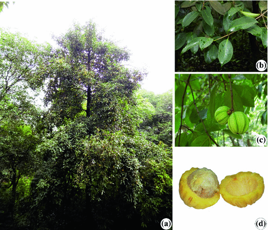 Mamire (Garcinia spp)