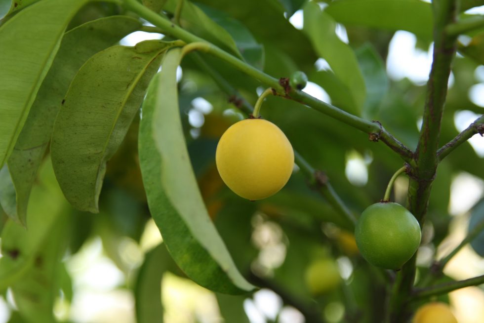 Mandula (Garcinia celebica)