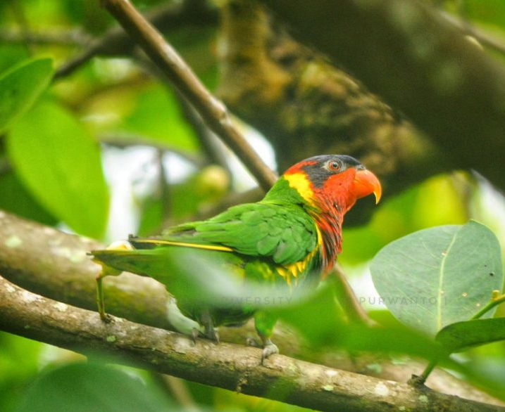 Perkici Dora (Trichoglossus ornatus)