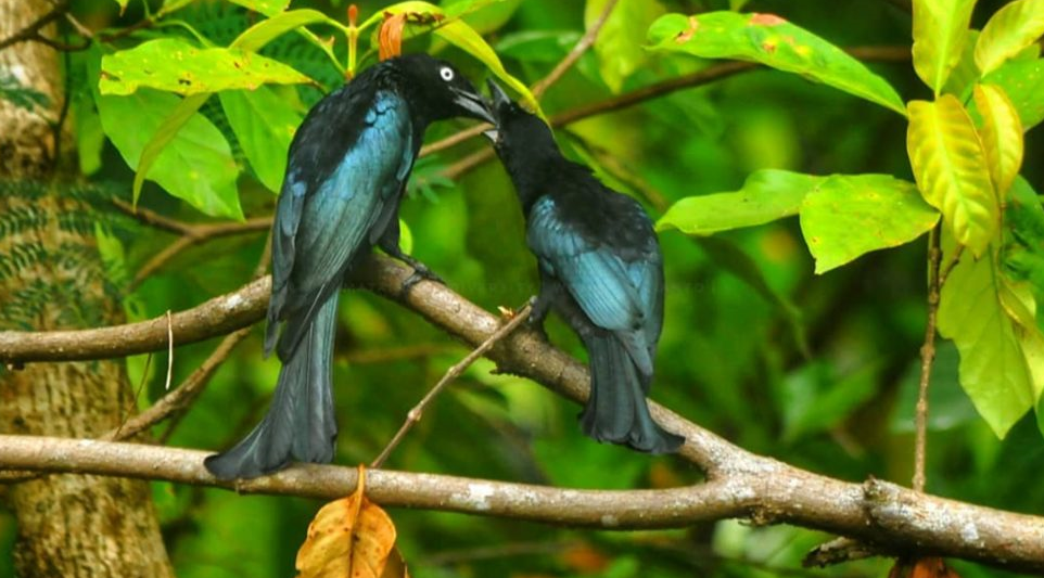 Srigunting Jambul-rambut (Dicrurus hottentottus)