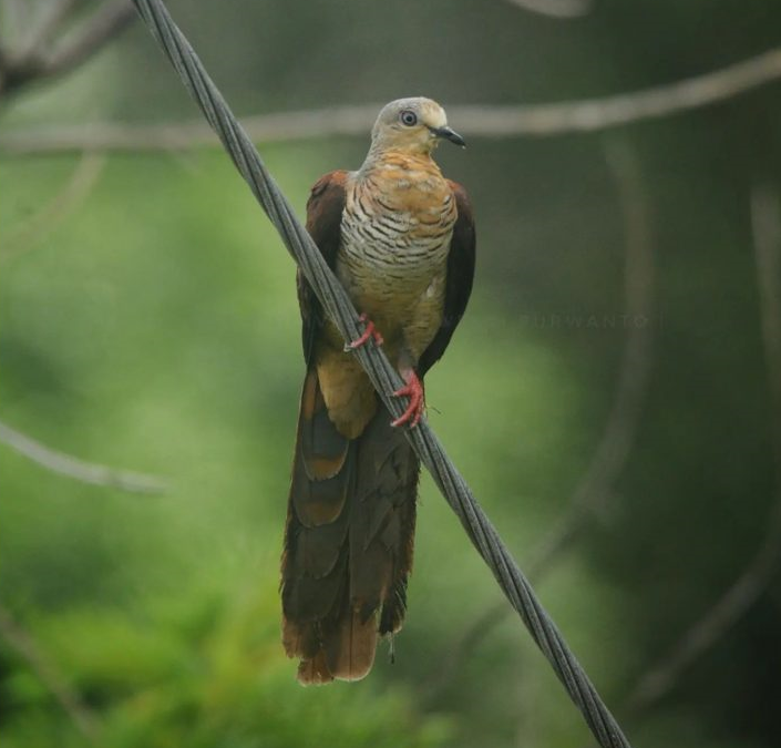 Uncal Sulawesi (Macropygia albicapilla)