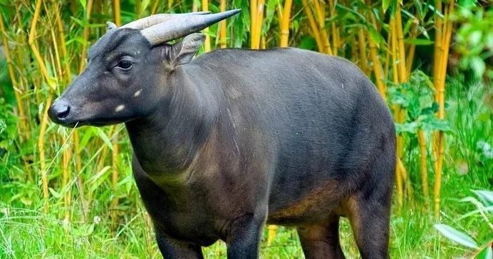Anoa (Bubalus quarlesi)