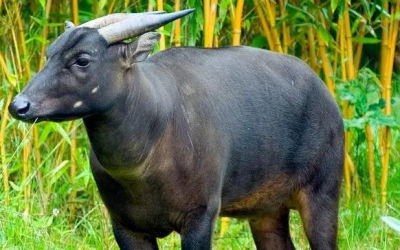 Anoa (Bubalus quarlesi)