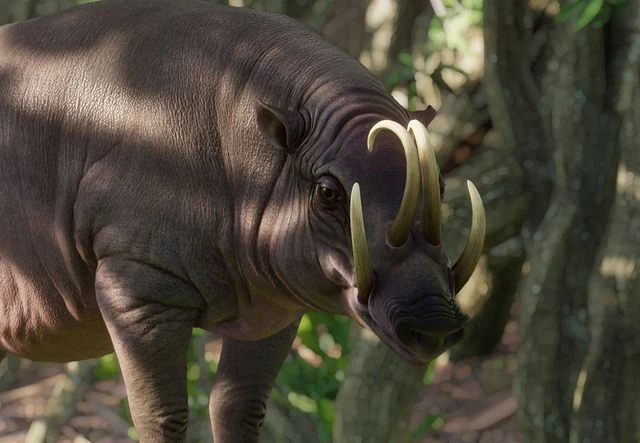 Babi Rusa (Babyrousa celebensis)