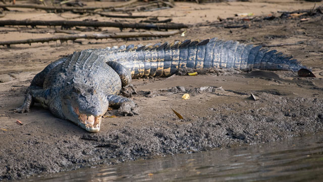 Buaya Muara  (Crocodylus porosus)