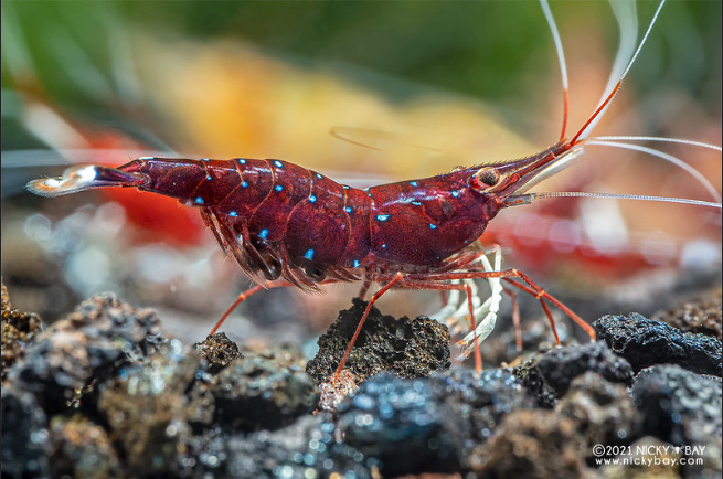 Endemik Udang Danau Matano Caridina dennerlivon Rintelen & Cai