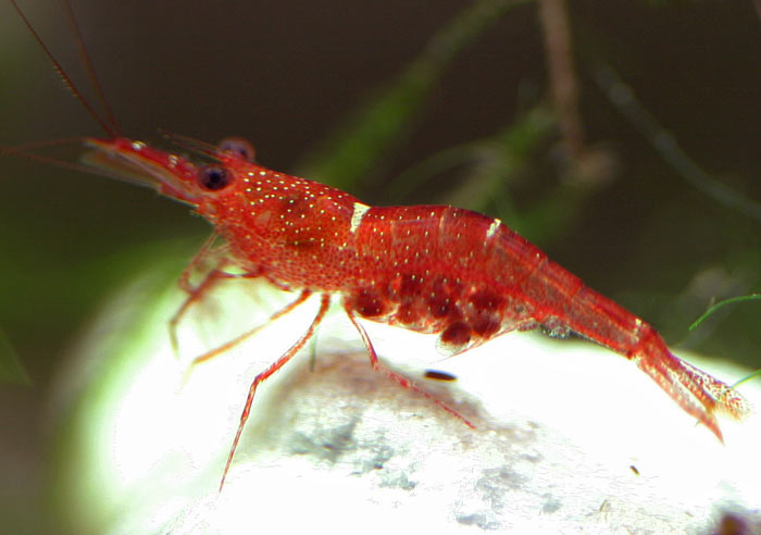 Endemik Udang Danau Matano (Caridinia loehae woltereck)