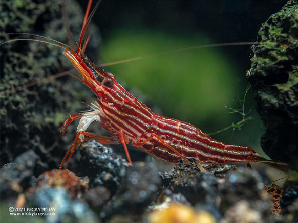 Endemik Udang Caridina striata von Rintelen & Cai