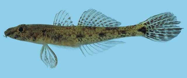 Ikan Butini (Glossogobius matanensis)