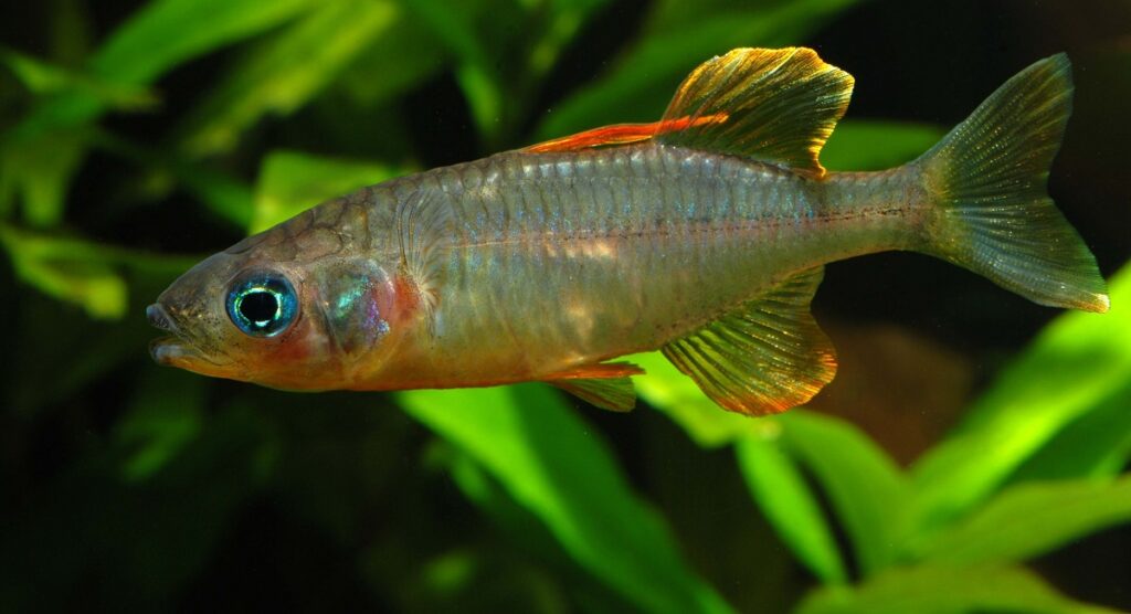 Ikan Opudi (Telmatherina celebensis)