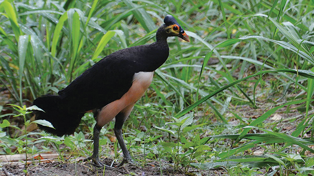 Burung Maleo (Macrocephalonmaleo)