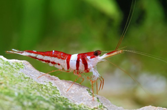 Endemik Udang Towuti