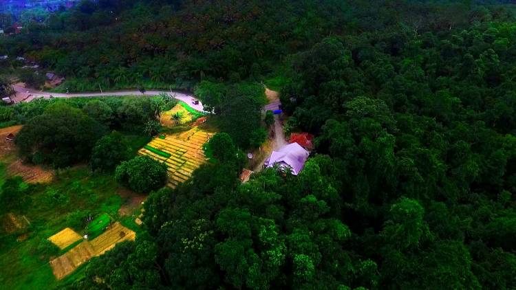 Pengelolaan Hutan (PH) Kalaena