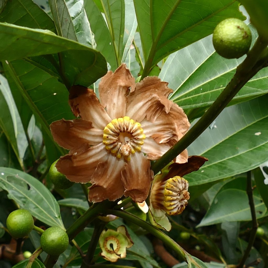Clusiaceae